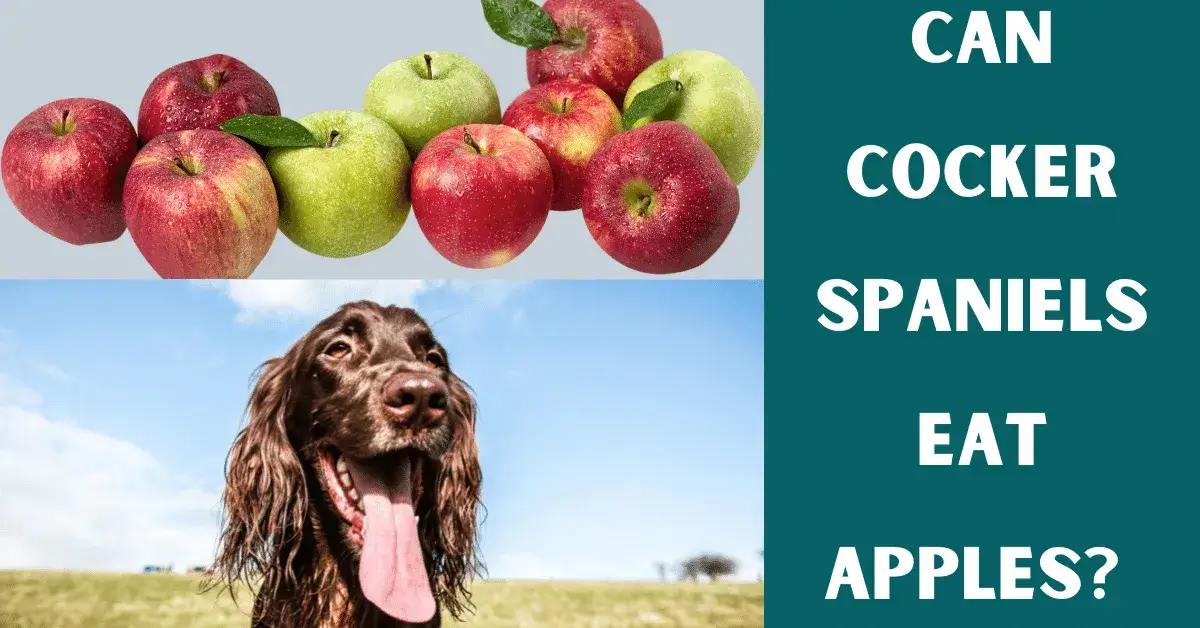 can cocker spaniels eat apples