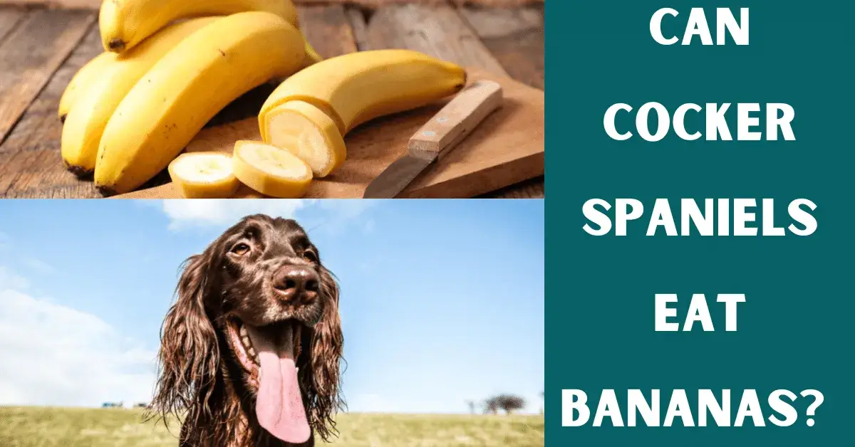 can cocker spaniels eat bananas