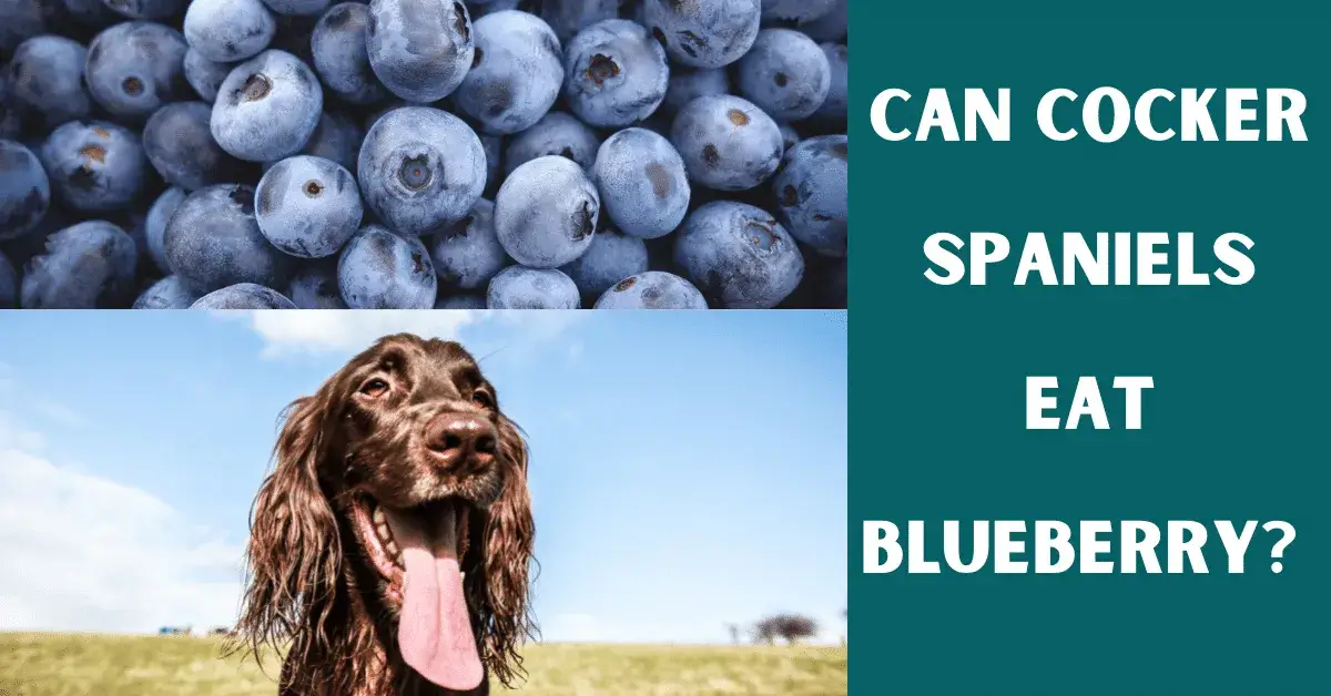 can cocker spaniels eat blueberry