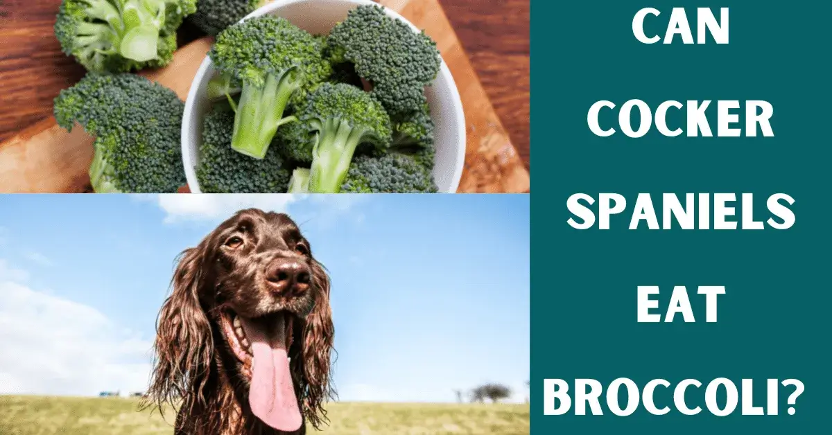 can cocker spaniels eat broccoli