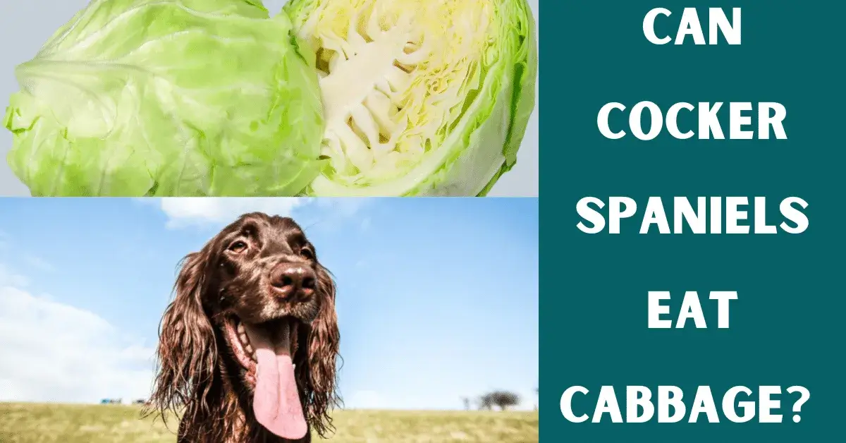 can cocker spaniels eat cabbage