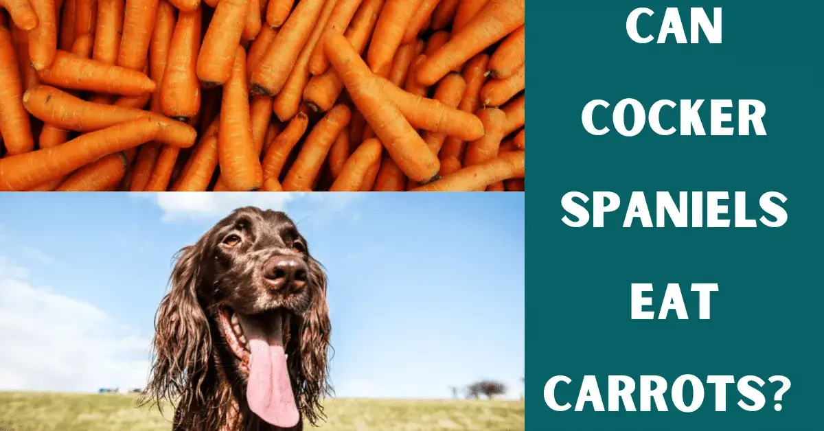 can cocker spaniels eat carrots