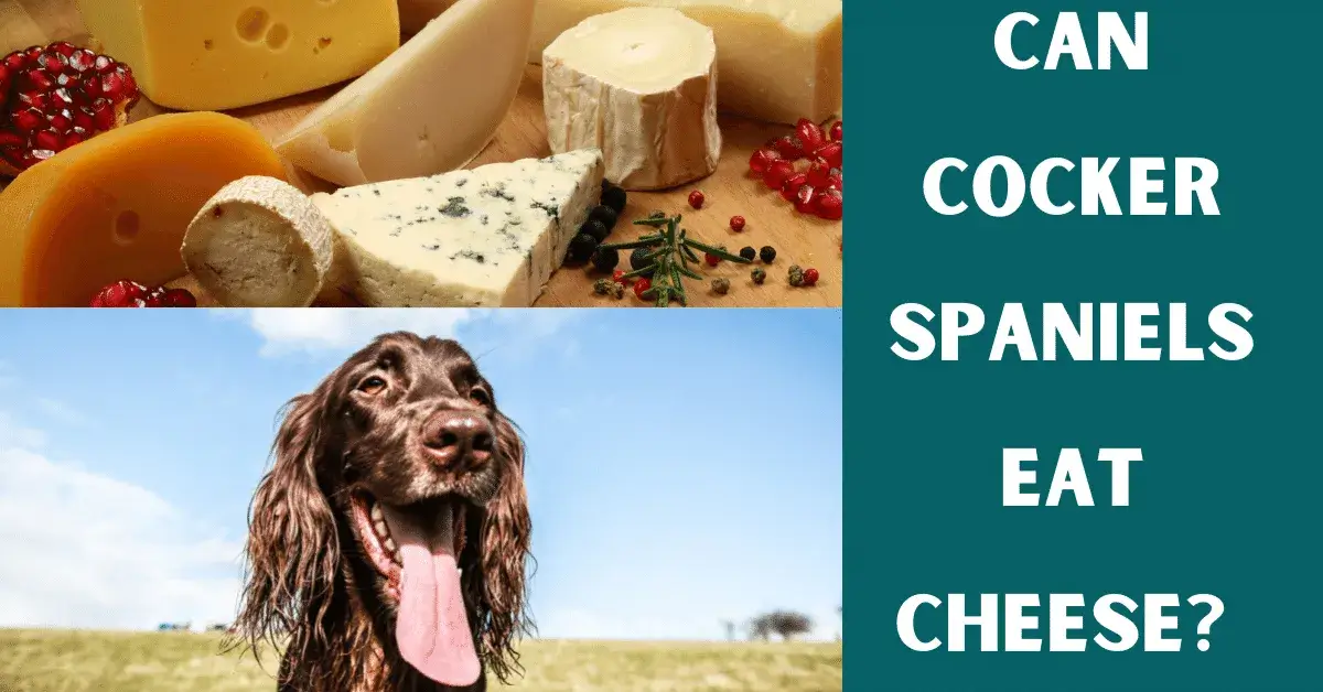 can cocker spaniels eat cheese