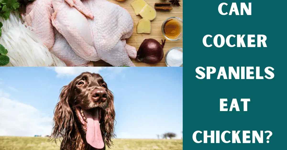 can cocker spaniels eat chicken