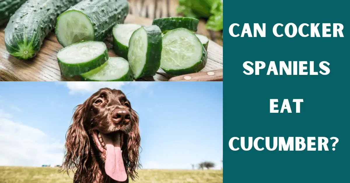 can cocker spaniels eat cucumber