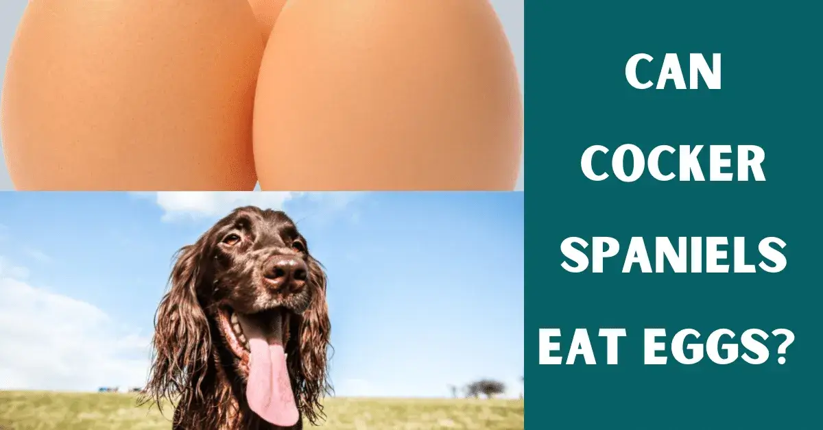 can cocker spaniels eat eggs