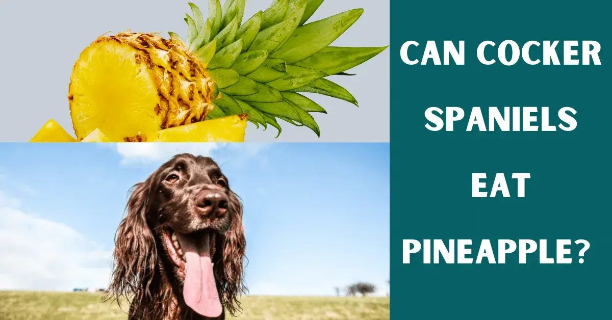 can cocker spaniels eat pineapple