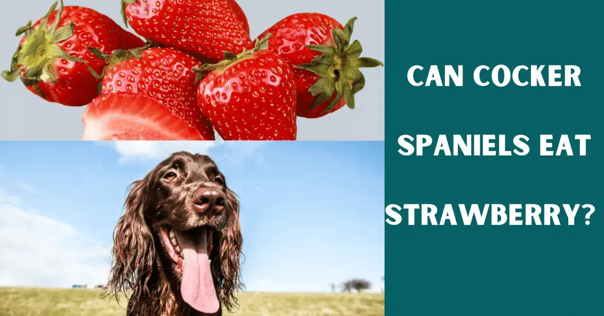 can cocker spaniels eat strawberry