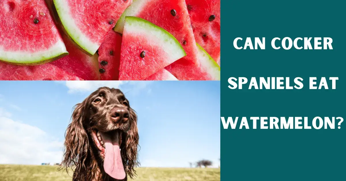 can cocker spaniels eat watermelon