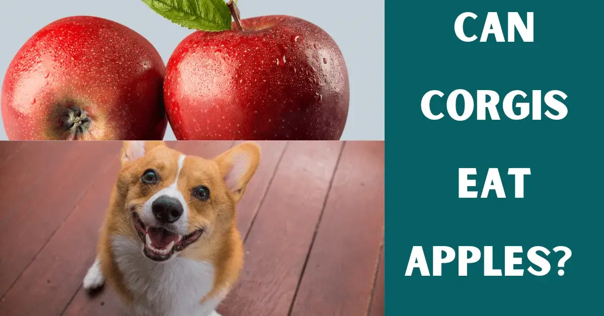 can corgis eat apples