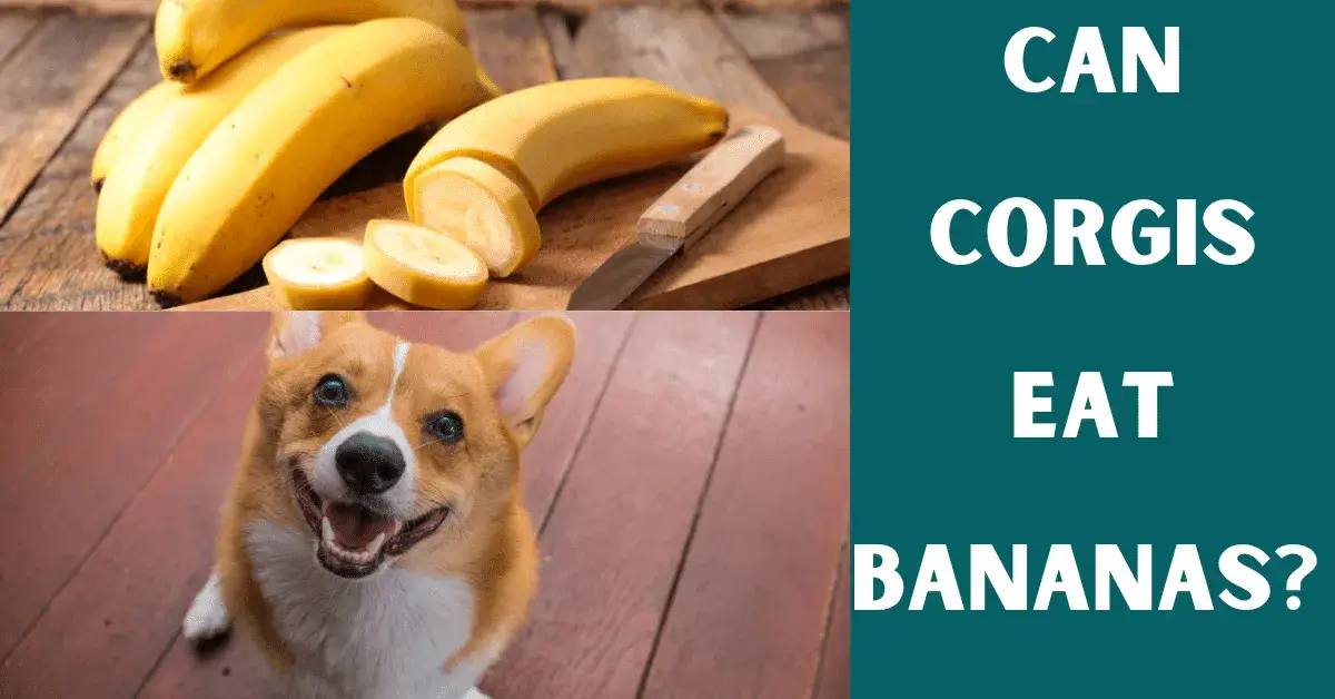 can corgis eat bananas