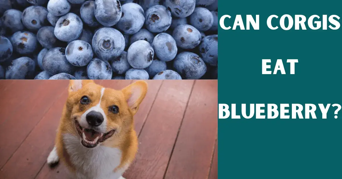 can corgis eat blueberry