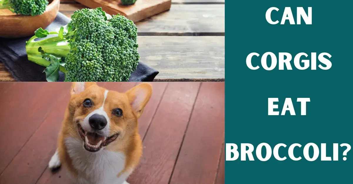 can corgis eat broccoli