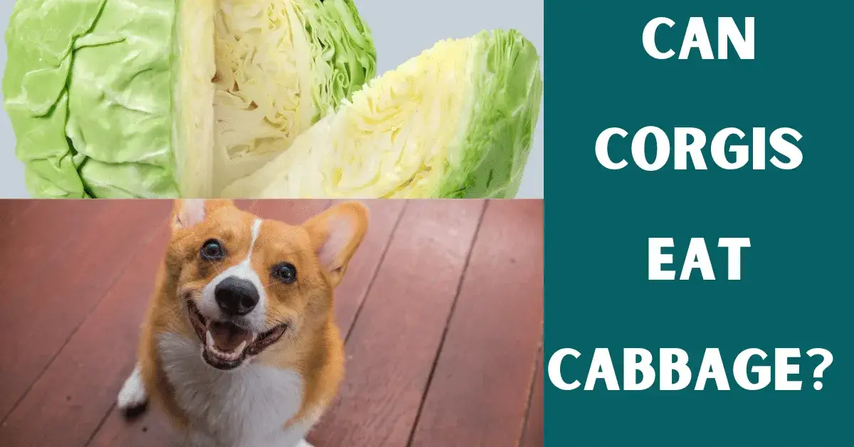 can corgis eat cabbage