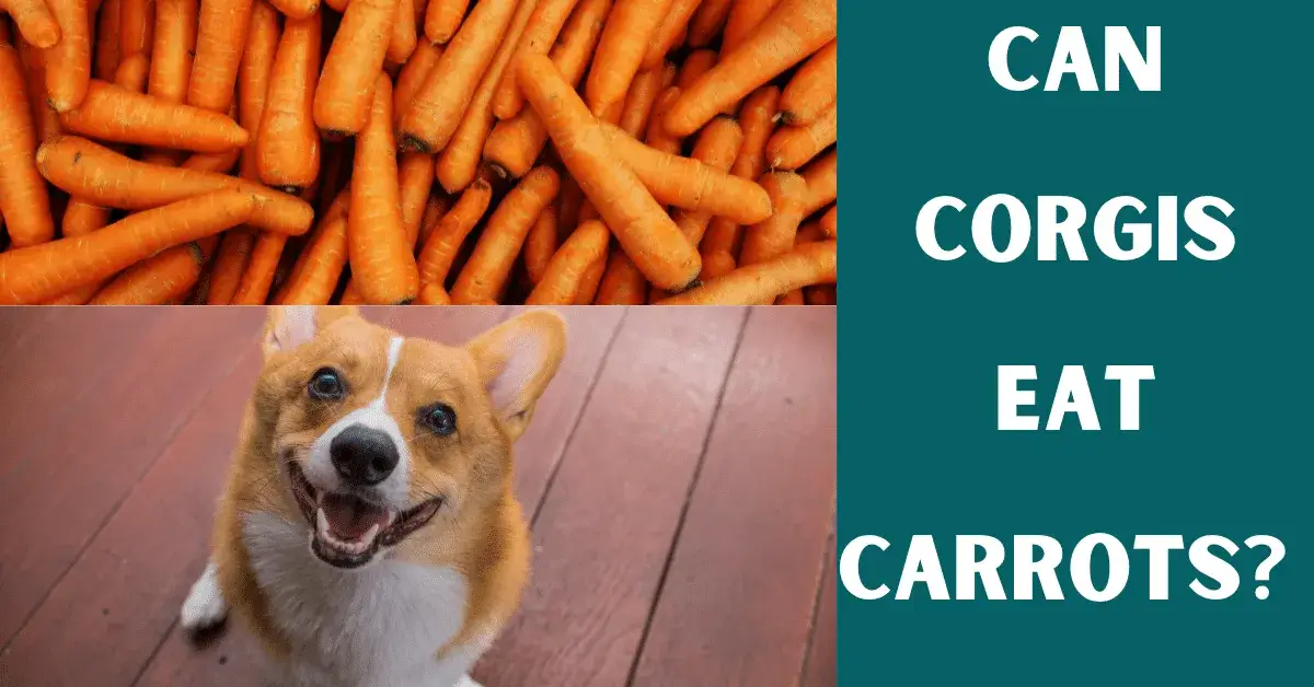 can corgis eat carrots