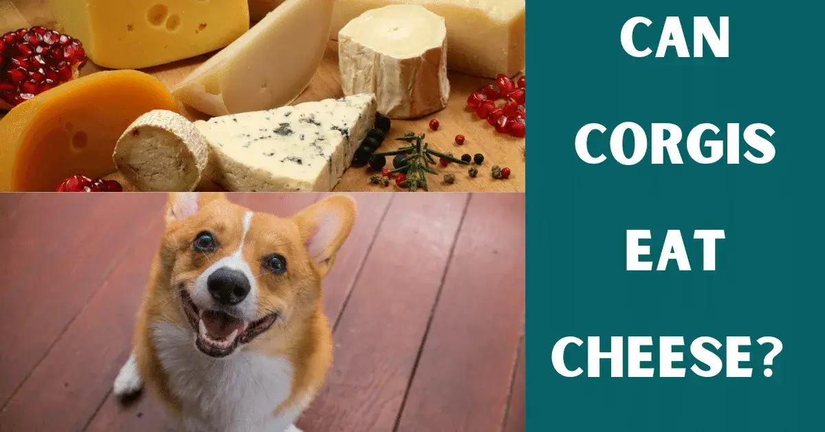 can corgis eat cheese