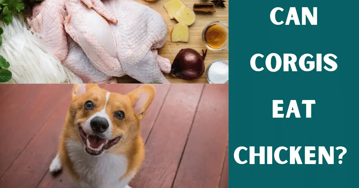 can corgis eat chicken