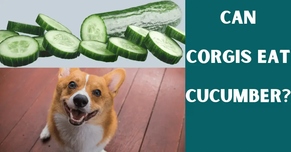 can corgis eat cucumber