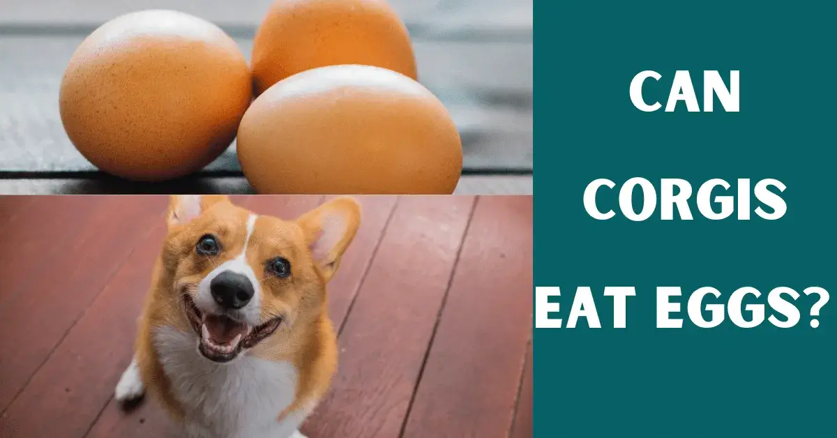 can corgis eat eggs