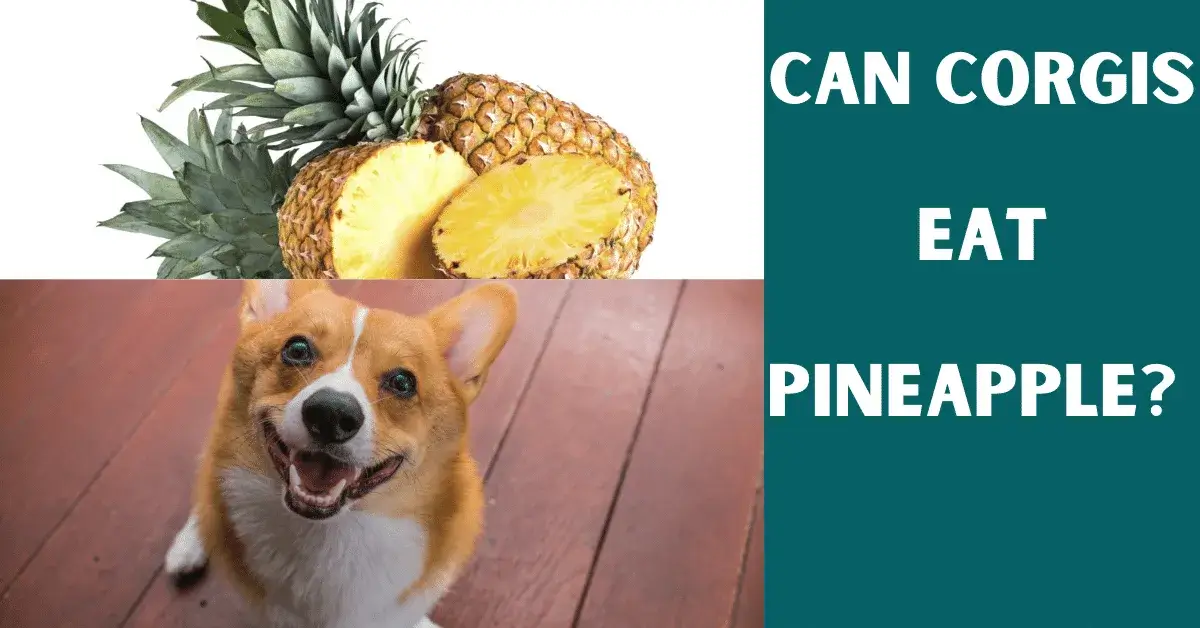 can corgis eat pineapple