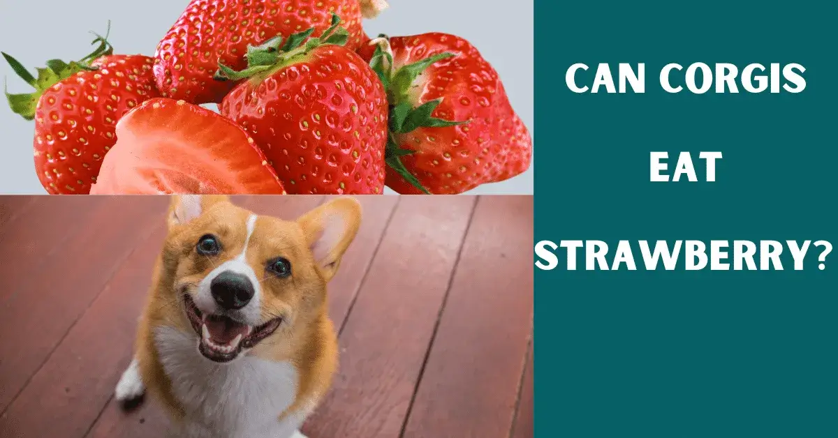 can corgis eat strawberry