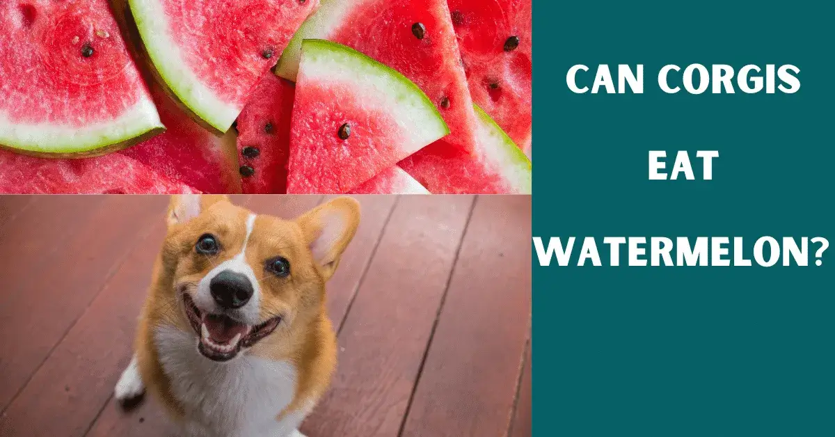 can corgis eat watermelon