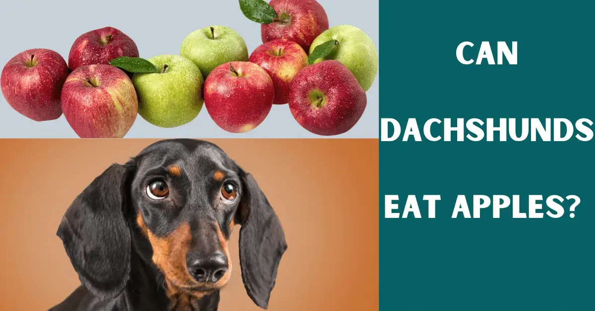 can dachshunds eat apples