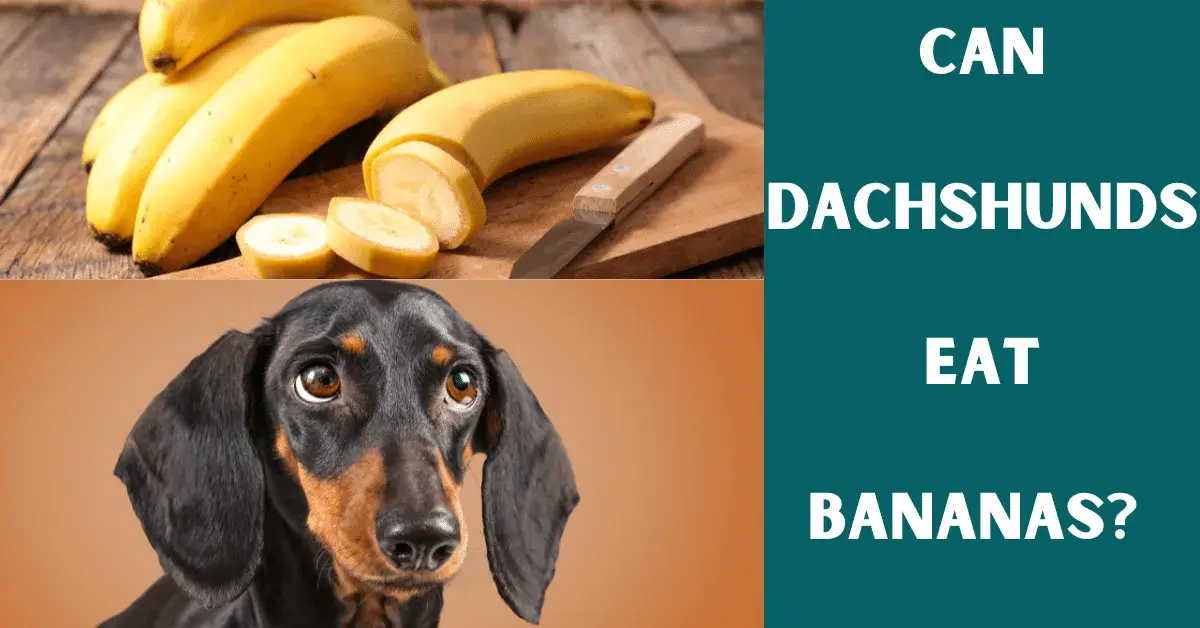 can dachshunds eat bananas