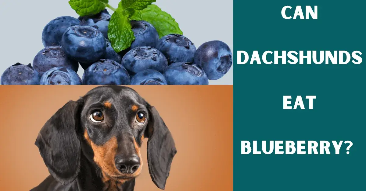 can dachshunds eat blueberry