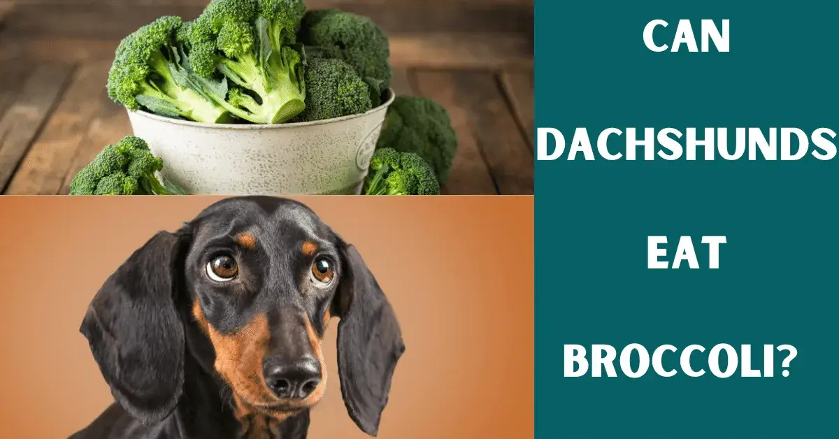 can dachshunds eat broccoli