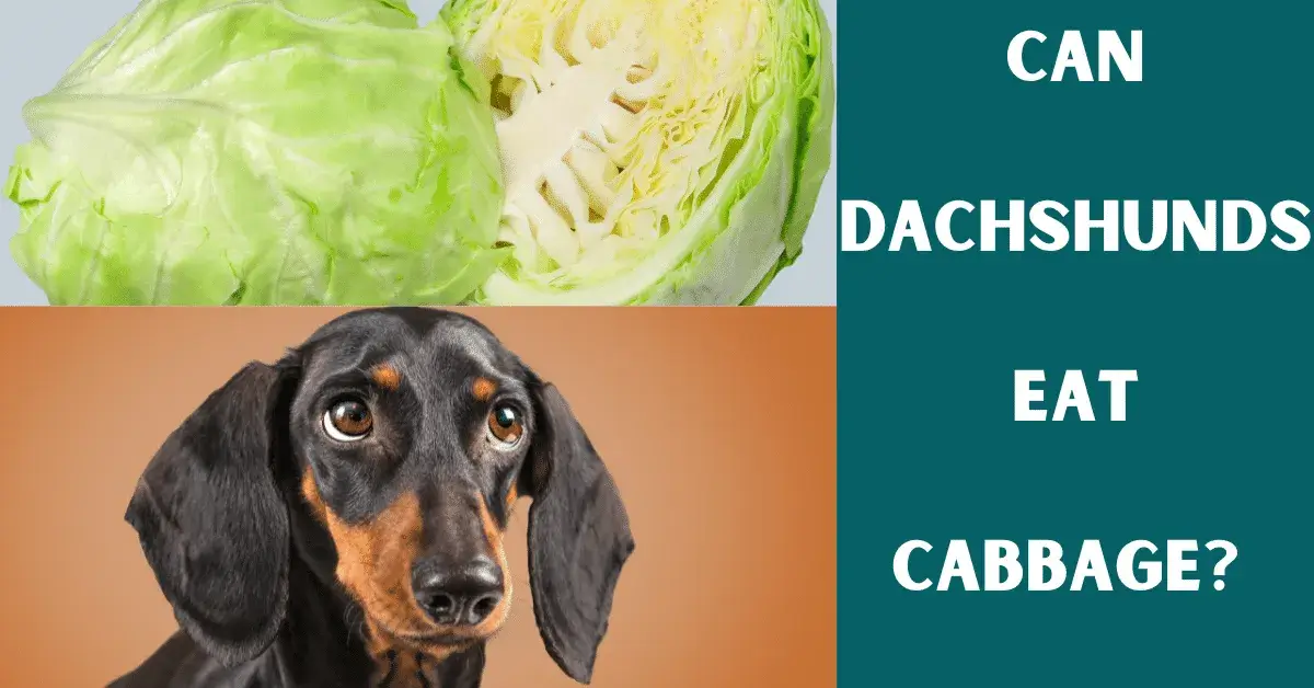 can dachshunds eat cabbage