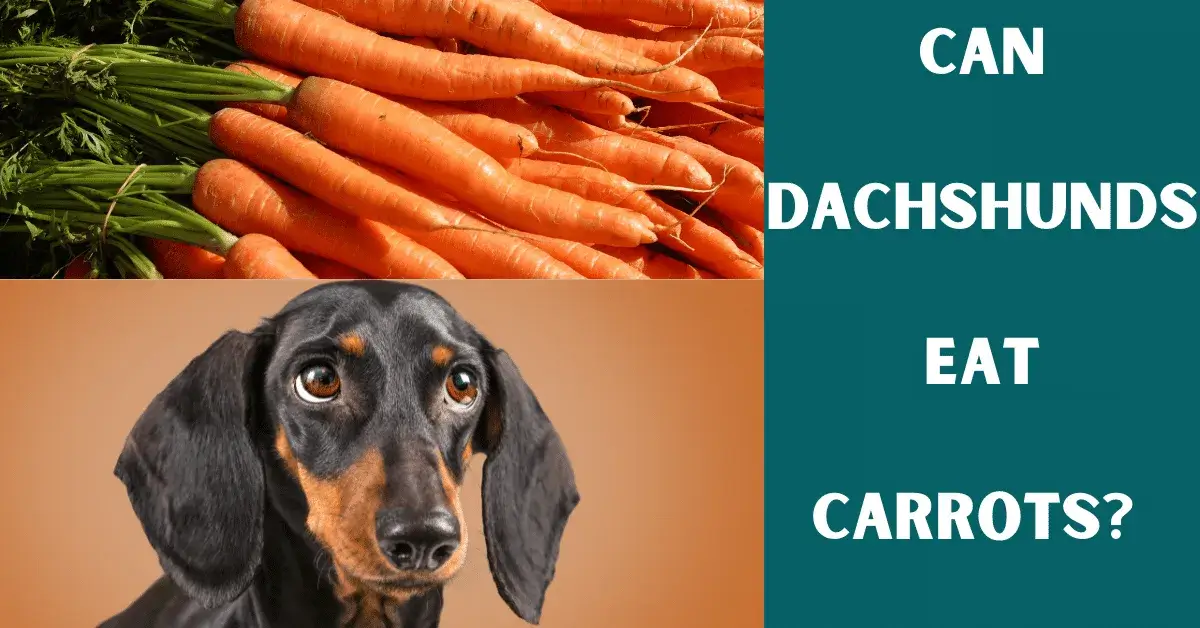 can dachshunds eat carrots