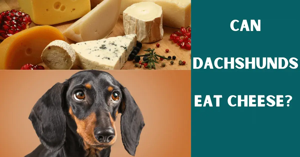 can dachshunds eat cheese