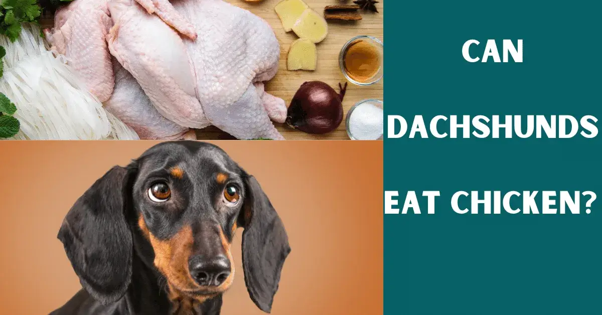 can dachshunds eat chicken