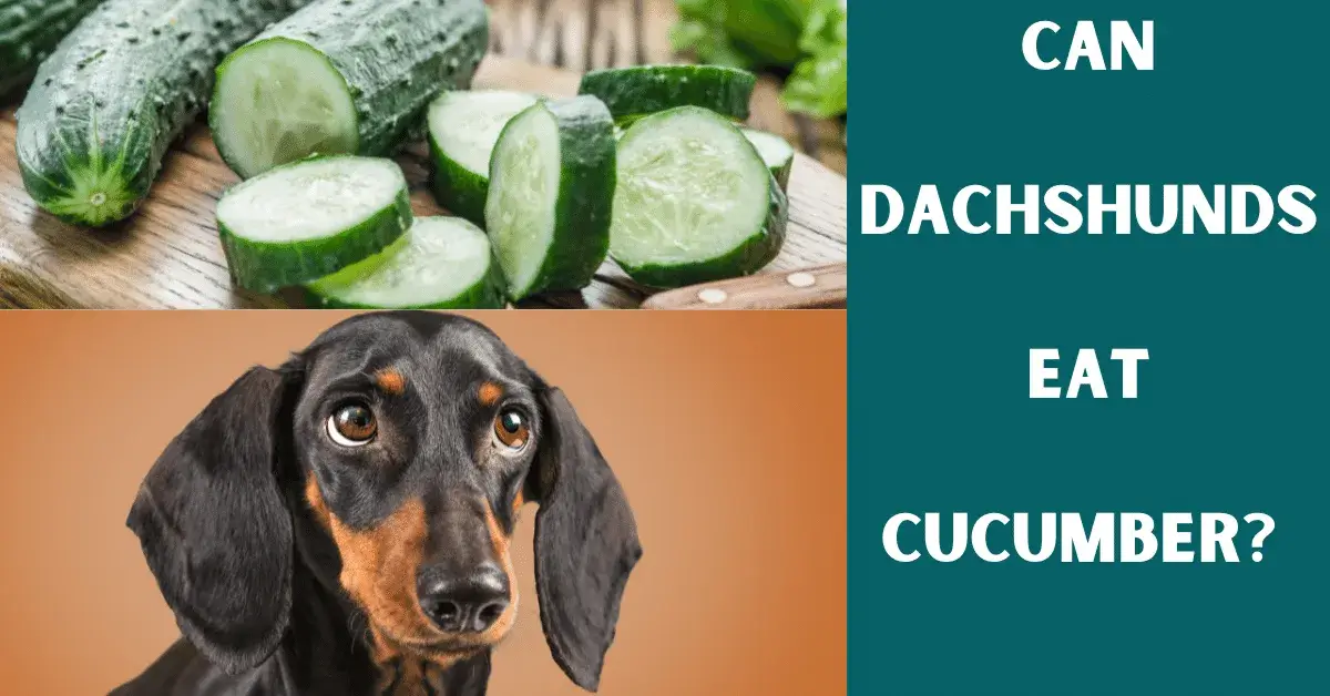 can dachshunds eat cucumber