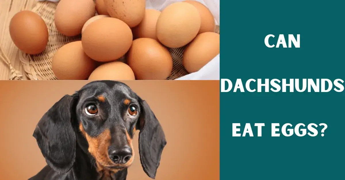 can dachshunds eat eggs