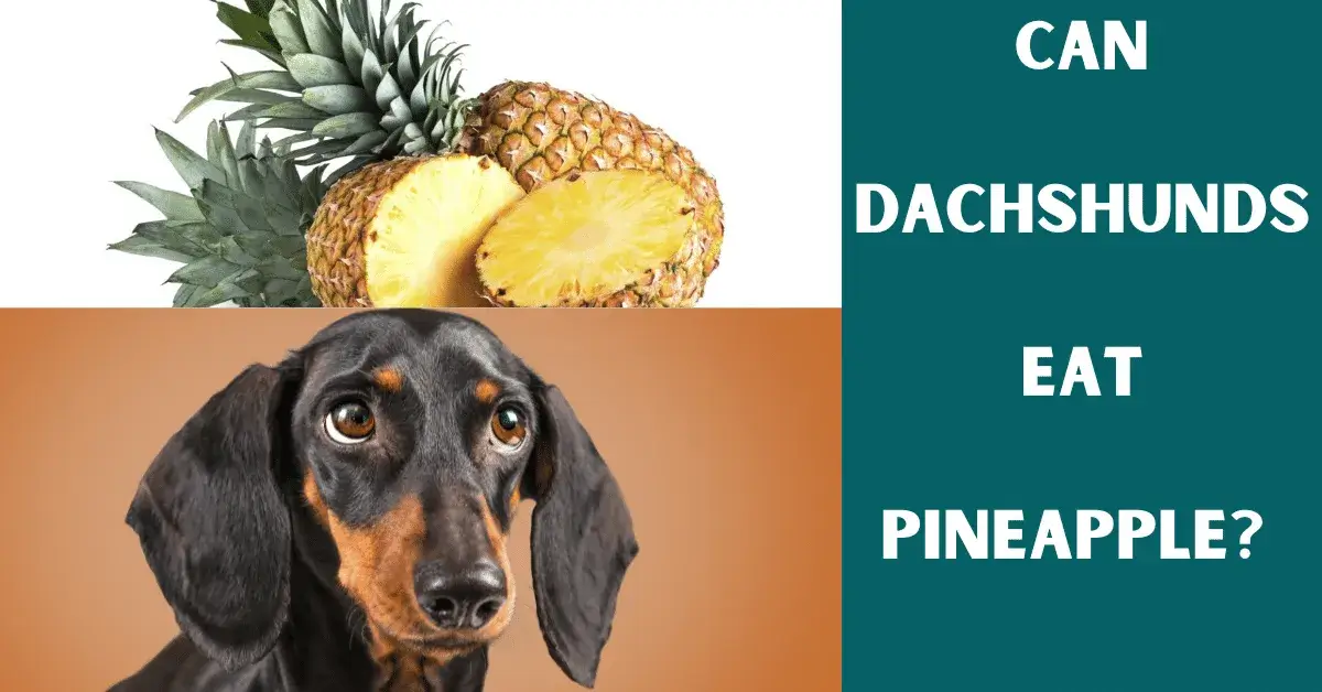 can dachshunds eat pineapple