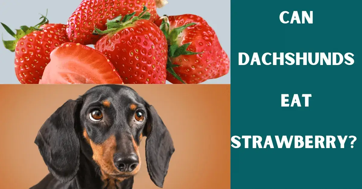 can dachshunds eat strawberry