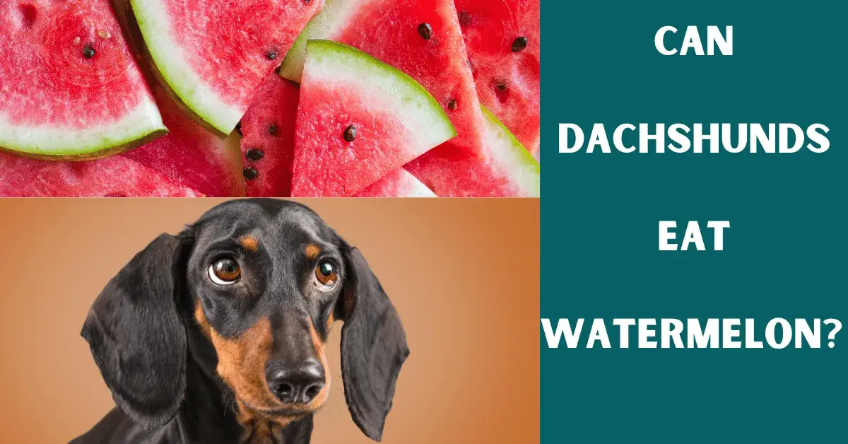 can dachshunds eat watermelon