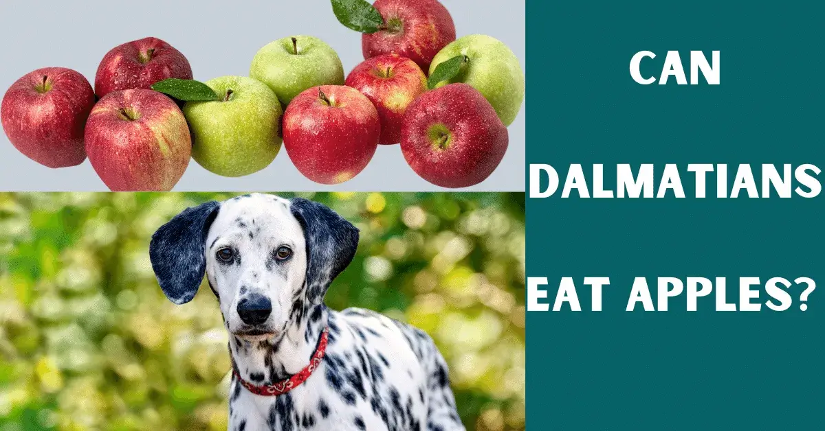 can dalmatians eat apples