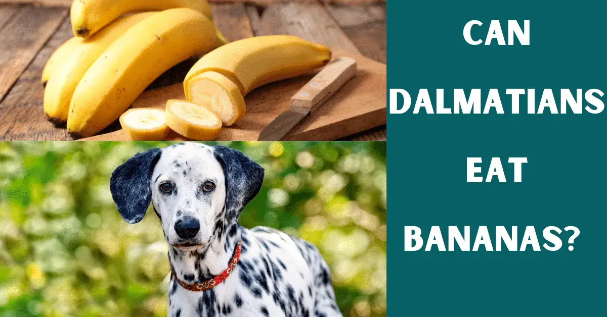 can dalmatians eat bananas