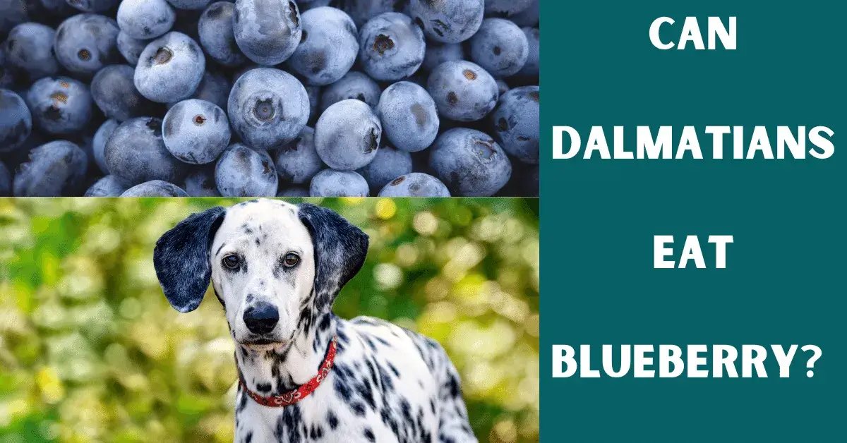 can dalmatians eat blueberry