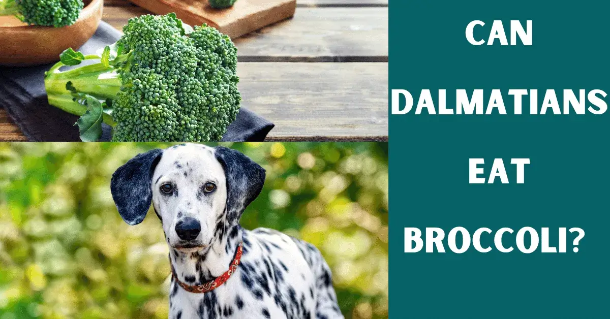 can dalmatians eat broccoli