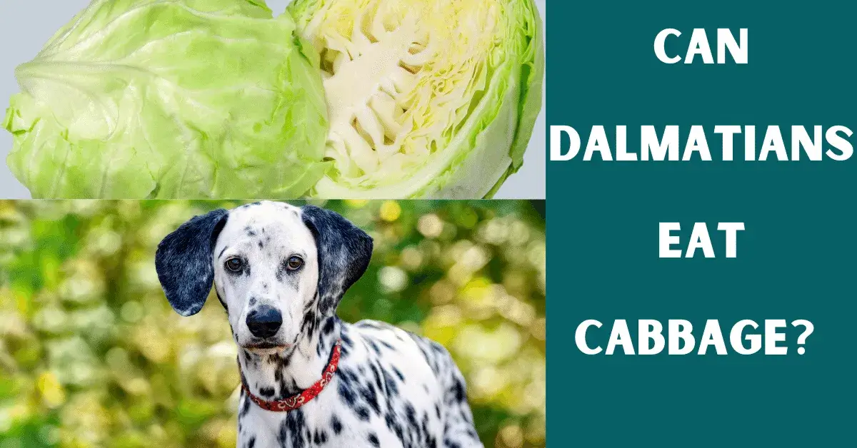 can dalmatians eat cabbage