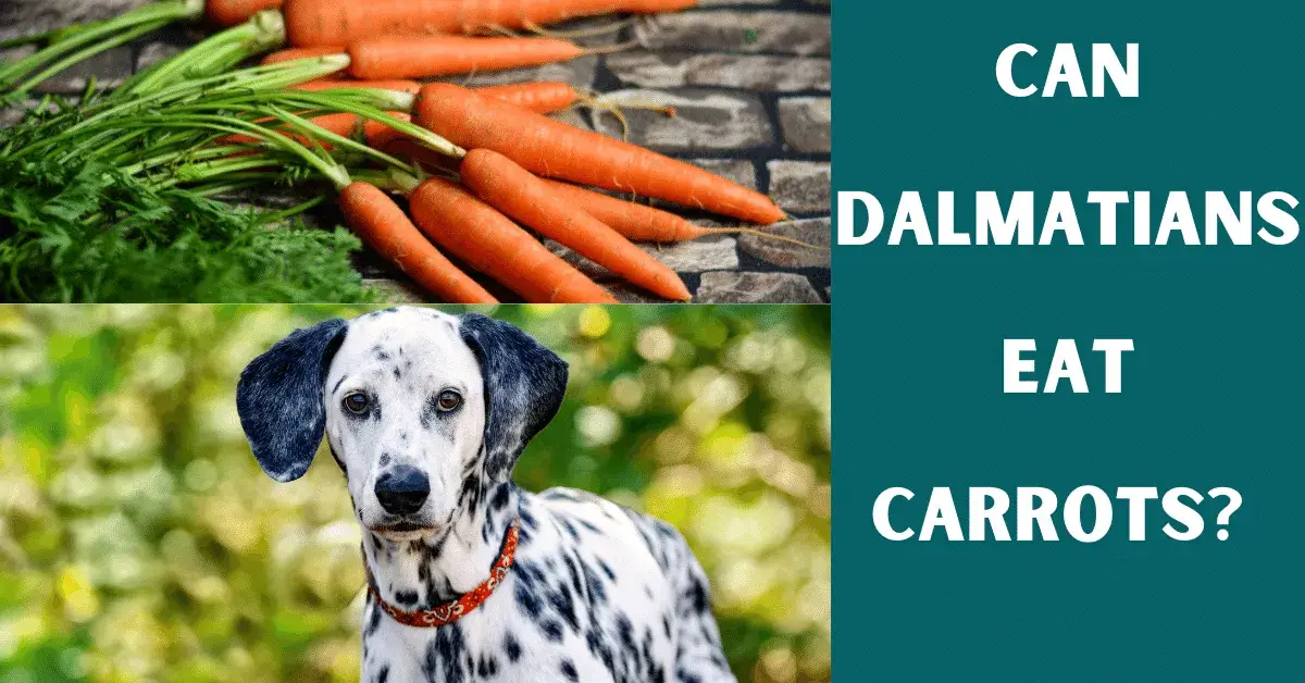 can dalmatians eat carrots