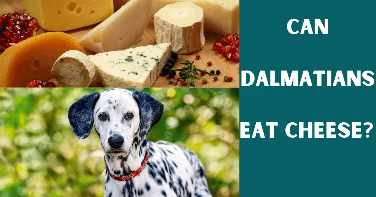 can dalmatians eat cheese