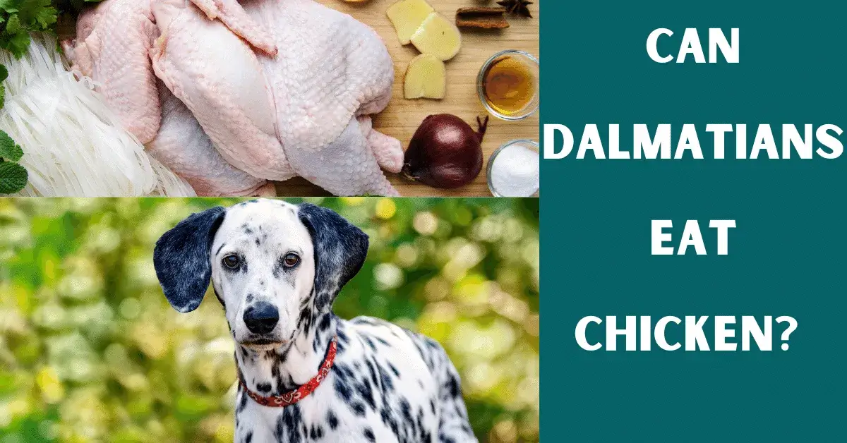 can dalmatians eat chicken