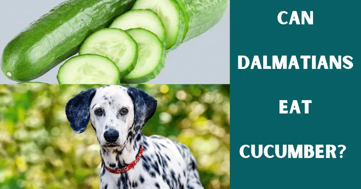 can dalmatians eat cucumber