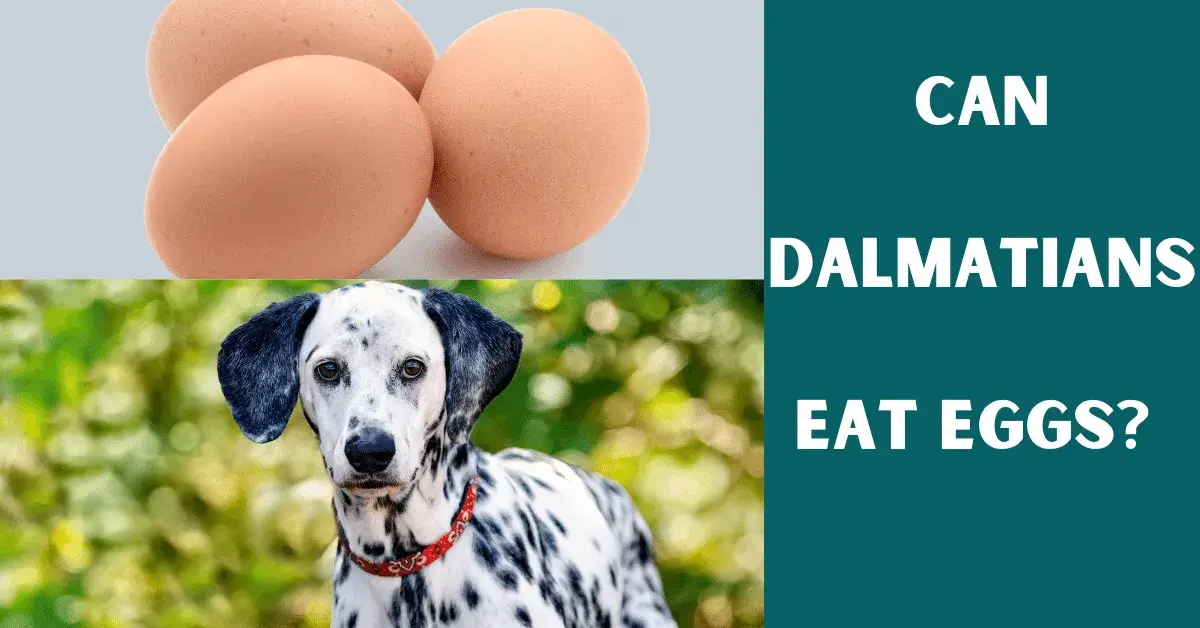 can dalmatians eat eggs