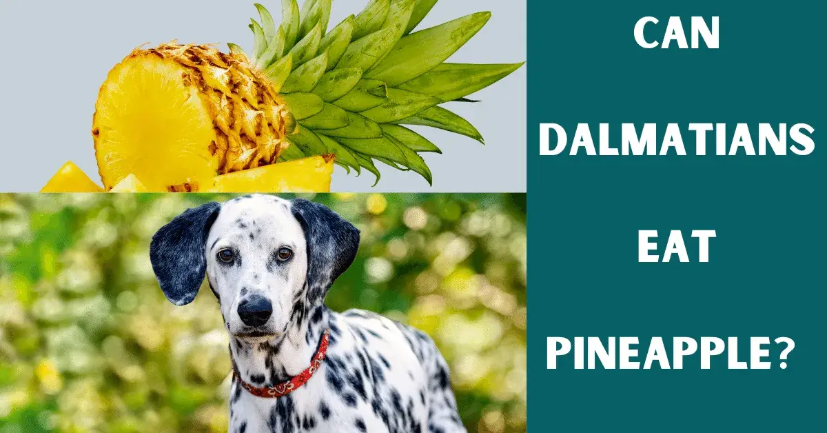 can dalmatians eat pineapple